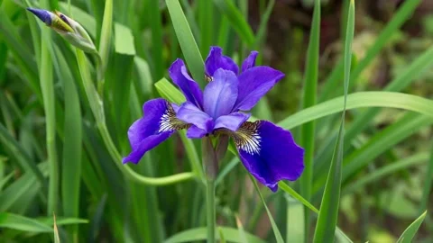 Iris flower grows in the garden. Stock Footage 112325162