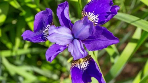 Iris flower grows in the garden. Stock Footage 112325171