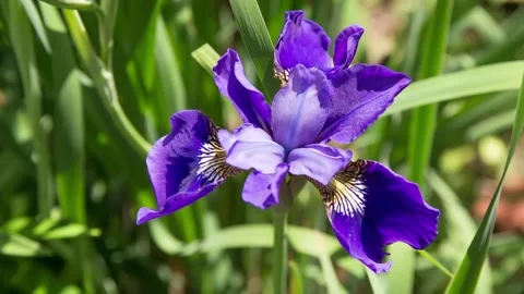 Iris flower grows in the garden. Stock Footage 112325173