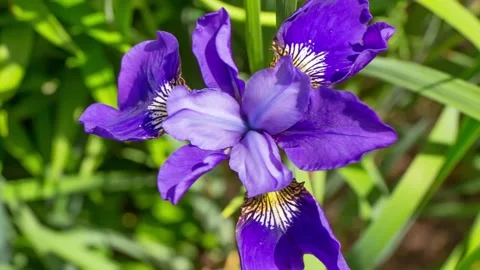 Iris flower grows in the garden. Stock Footage 112325175