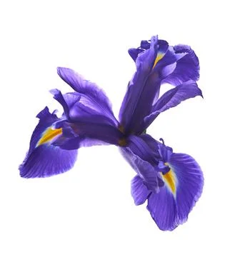 Iris flower grows on a white background, beauty in nature Stock Photos