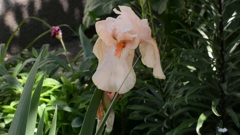 Iris flower head, Beige Iris Flower Pseudacorus In The Garden Close-up Stock Footage 104351024
