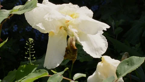 Iris flower head, Yellow Iris Flower Pseudacorus In The Garden Close-up Stock Footage 104350832