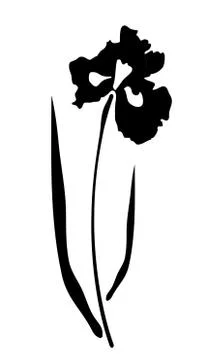 Iris Flower Stock Illustration