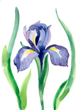 Iris flower Stock Illustration