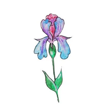 Iris flower Stock Illustration