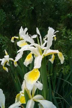 Iris Flower (Iris Spurio) Stock Photos