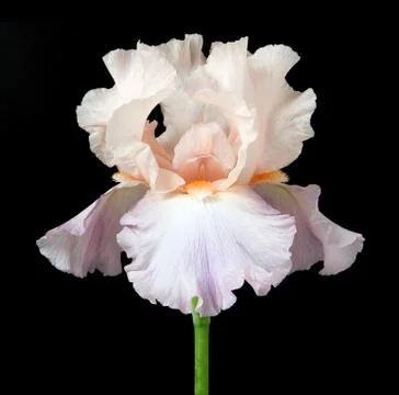 Iris flower isolated Stock Photos