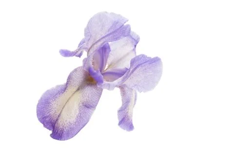 Iris flower isolated Stock Photos