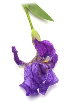 Iris flower isolated Stock-Fotos