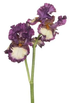 Iris flower isolated Stock Photos