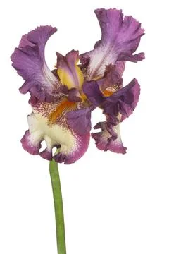 Iris flower isolated Stock Photos