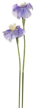 Iris flower isolated Stock Photos