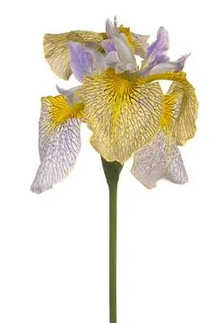 Iris flower isolated Foto stock
