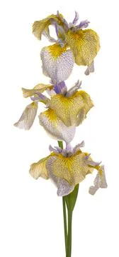 Iris flower isolated Stock Photos