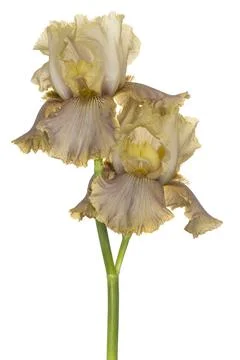 Iris flower isolated Stock Photos