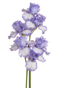 Iris flower isolated Stock Photos