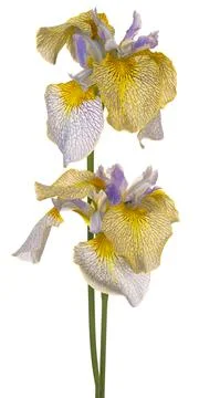 Iris flower isolated Foto stock