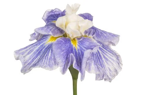 Iris flower isolated Stock Photos