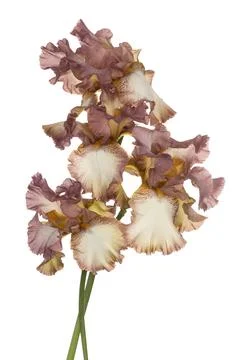 Iris flower isolated Stock Photos