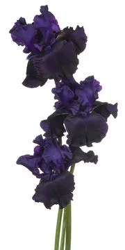 Iris flower isolated Stock Photos