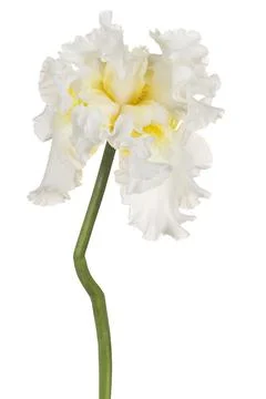 Iris flower isolated Foto stock