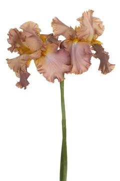 Iris flower isolated Foto stock