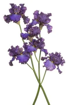 Iris flower isolated Stock Photos