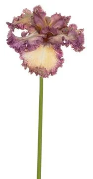 Iris flower isolated Foto stock