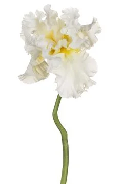 Iris flower isolated Stock Photos