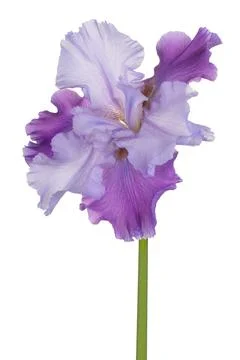 Iris flower isolated Stock Photos