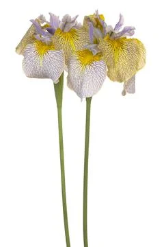 Iris flower isolated Stock Photos