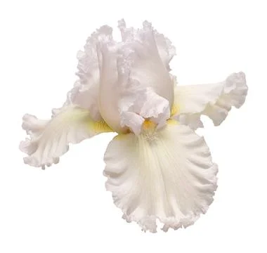 Iris flower isolated on white background. Easter. Summer. Spring. Flat lay,.. Fotos Stock