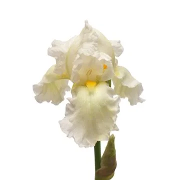 Iris flower isolated on white background. Easter. Summer. Spring. Flat lay,.. Stock Photos