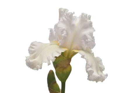Iris flower isolated on white background. Easter. Summer. Spring. Flat lay,.. Stock Photos