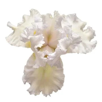 Iris flower isolated on white background. Easter. Summer. Spring. Flat lay,.. Stock Photos