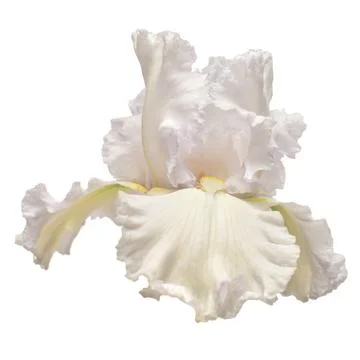 Iris flower isolated on white background. Easter. Summer. Spring. Flat lay,.. Stock Photos