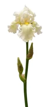 Iris flower isolated on white background. Easter. Summer. Spring. Flat lay,.. Stock Photos