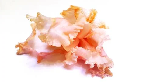 Iris flower on a light background. Iris flower photo Stock Photos