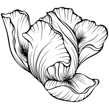 Iris flower line art Stock Illustration