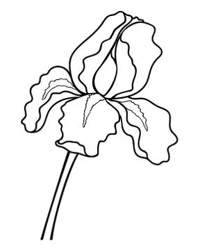 Iris flower - linear vector illustration for coloring. Iris - a garden plant Stock Illustration