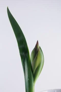 Iris flower in macro on white clean backround Photos