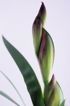 Iris flower in macro on white clean backround Photos