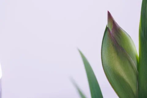 Iris flower in macro on white clean backround Photos