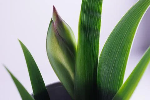 Iris flower in macro on white clean backround Photos