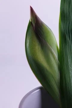 Iris flower in macro on white clean backround Photos
