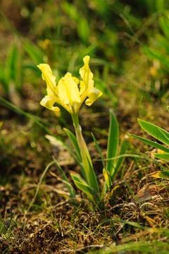 Iris flower in nature Stock-Fotos