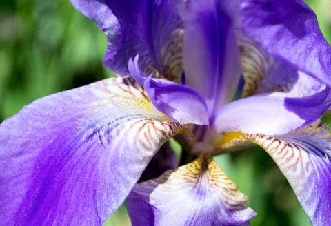 Iris flower Foto stock