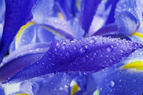 Iris flower 写真素材