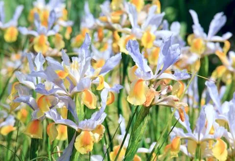 Iris flower Stock Photos